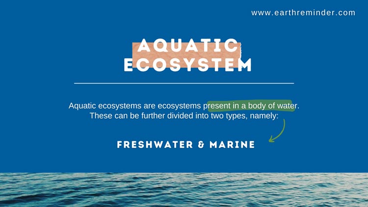 aquatic ecosystem meaning
