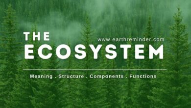 ecosystem-meaning-structure-components-and-functions