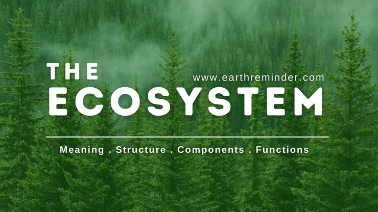 ecosystem-meaning-structure-components-and-functions