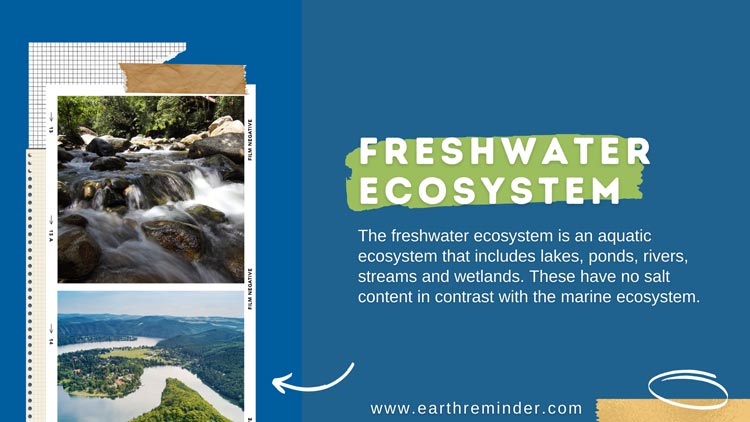 freshwater ecosystem meaning
