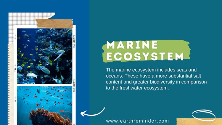 meaning of marine ecosystem