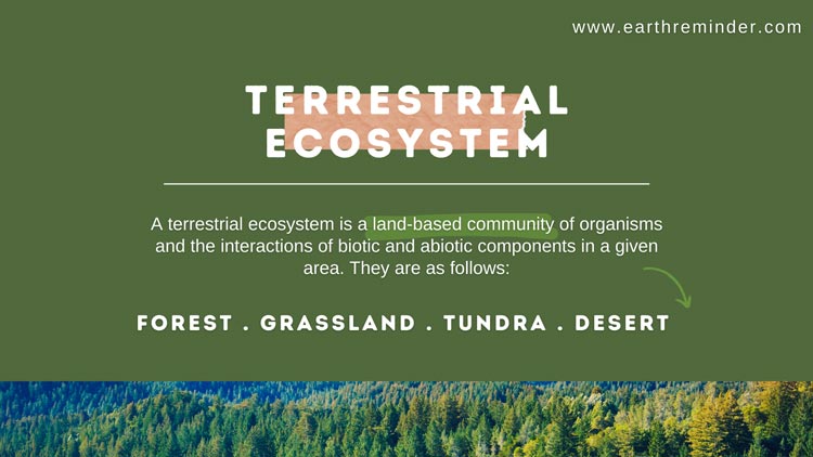 terrestrial-ecosystem-meaning