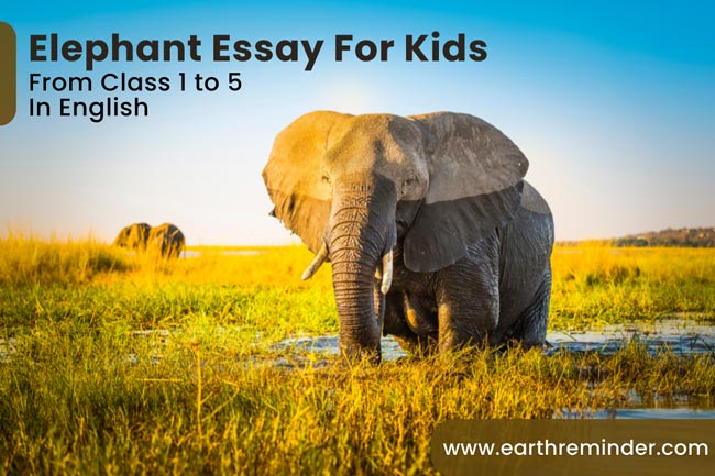 write a short essay on elephant