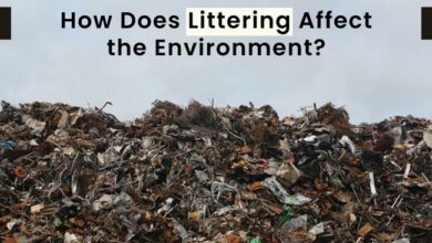 how-does-littering-affect-the-environment