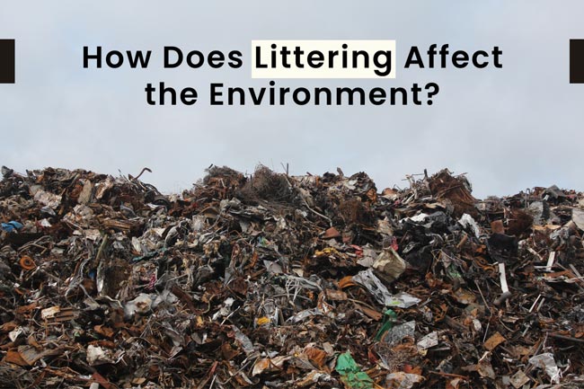 how-does-littering-affect-the-environment