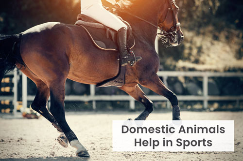 domestic-animals-importance-in-sports