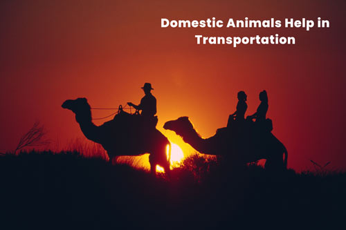 importance-of-domestic-animals-in-transportation