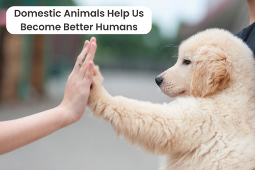 Importance Of Domestic Animals in Our Lives | Earth Reminder