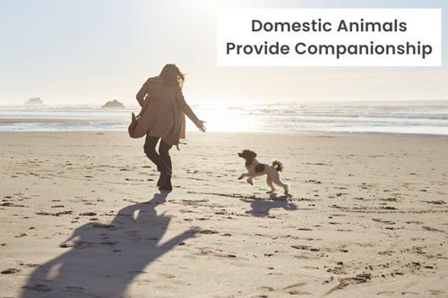 domestic-animals-provide-companionship