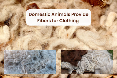 domestic-animals-provide-fibers-for-clothing-and-other-materials