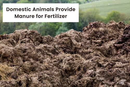 domestic-animals-provide-manure-for-fertilizer