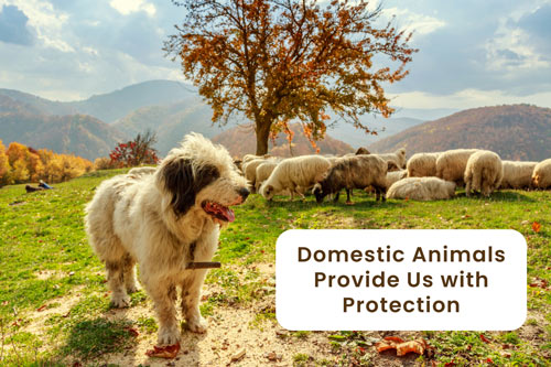 Importance Of Domestic Animals in Our Lives | Earth Reminder Importance Of Domestic Animals in Our Lives | Earth Reminder