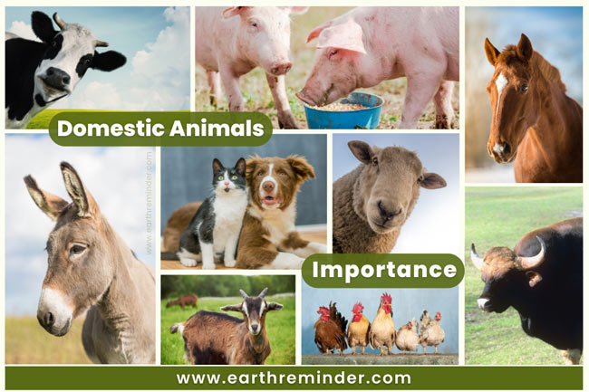 importance-of-domestic-animals