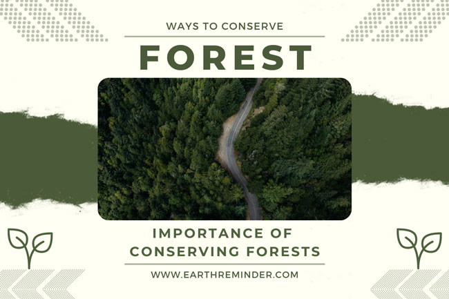 Conservation of Forest: Ways to Conserve Forest | Earth Reminder