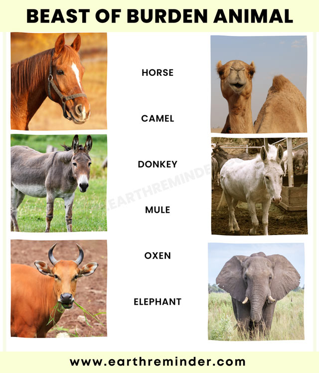 Different Types of Domestic Animals | Earth Reminder