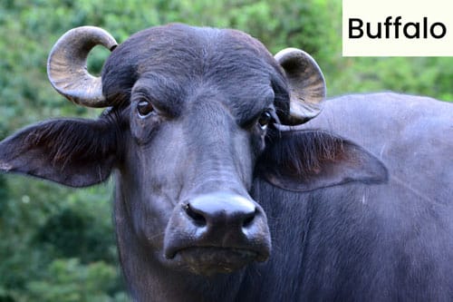 Different Types of Domestic Animals | Earth Reminder Different Types of Domestic Animals | Earth Reminder
