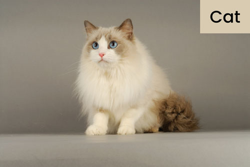 Different Types of Domestic Animals | Earth Reminder Different Types of Domestic Animals | Earth Reminder