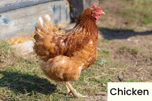 chicken-domestic-bird