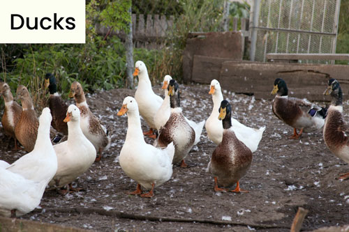 duck-domestic-birds