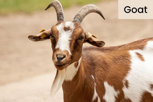 goat-livestock-domestic-animal