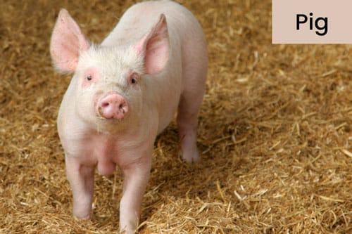 pig-livestock-domestic-animal