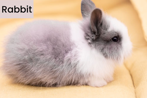 rabbit-domestic-animal