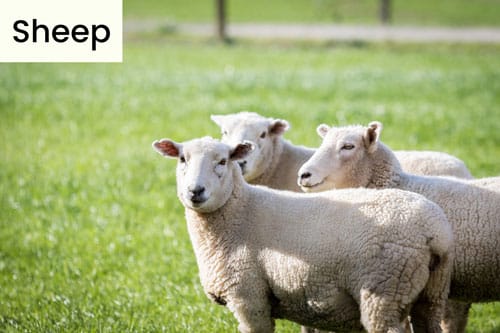 Different Types of Domestic Animals | Earth Reminder Different Types of Domestic Animals | Earth Reminder