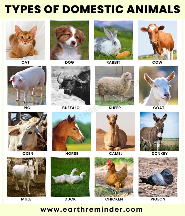 types-of-domestic-animals