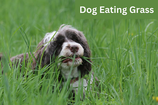 dog-eating-grass-and-vegetables