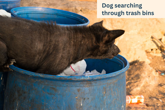 dog-searching-for-food through-trash-bins