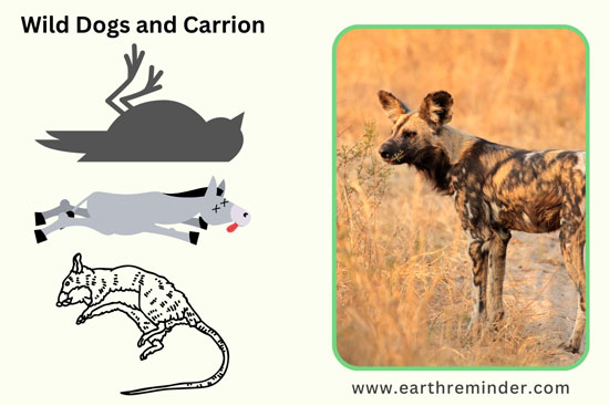 What Do Bush Dogs Eat