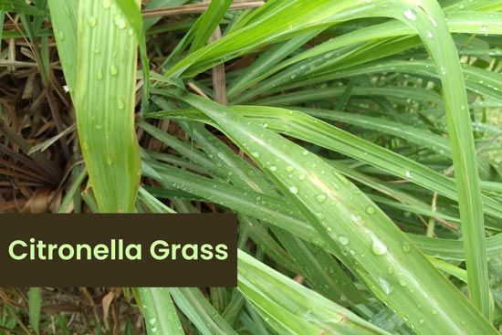 citronella grass cymbopogon nardus