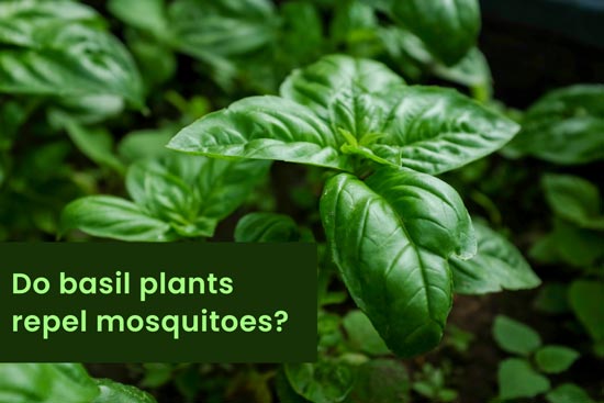 do basil plants repel mosquitoes