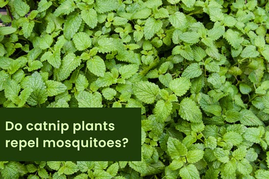 do catnip plants repel mosquitoes