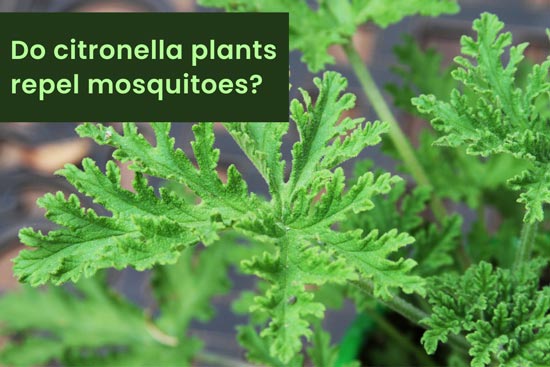 do citronella plants repel mosquitoes