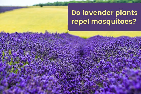 do lavender plants repel mosquitoes