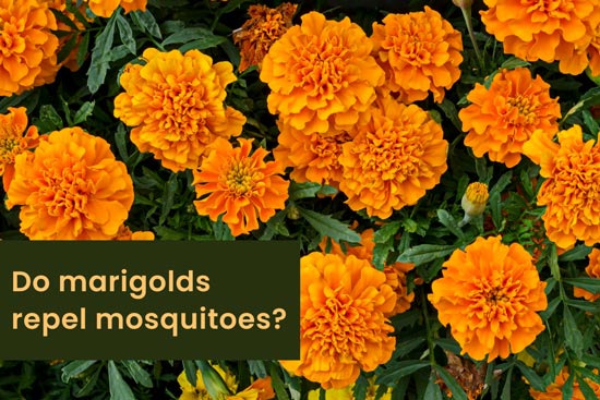 do marigolds repel mosquitoes