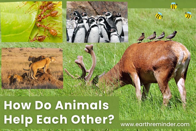How Do Animals Help Each Other? - With Examples
