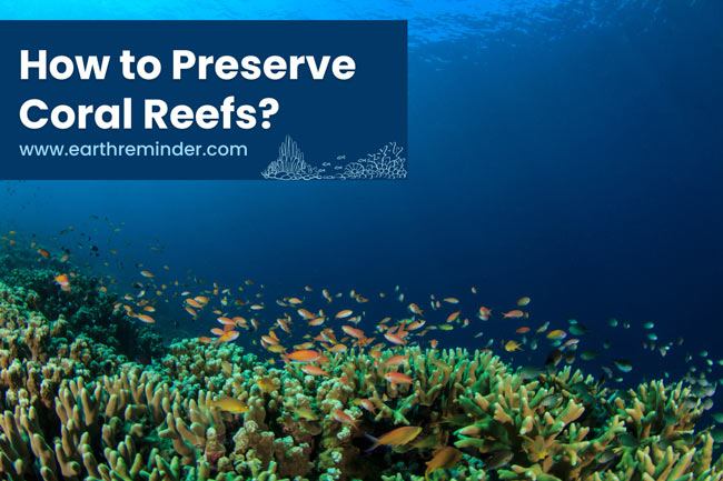 how-to-preserve-coral-reefs