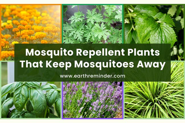 mosquito repellent plants that keep mosquitoes away