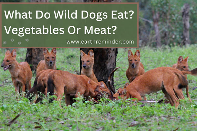 what-do-wild-dogs-eat-vegetables-or-meat