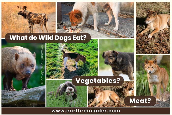 Wild Animals Category- Page 2 of 3 - Earth Reminder