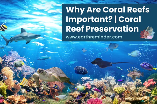 why-are-coral-reefs-important-coral-reef-preservation
