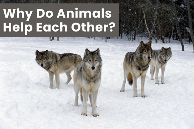 why-do-animals-help-each-other