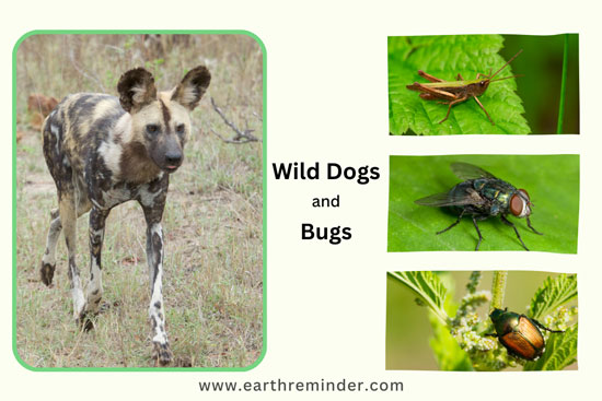wild-dogs-eat-bugs