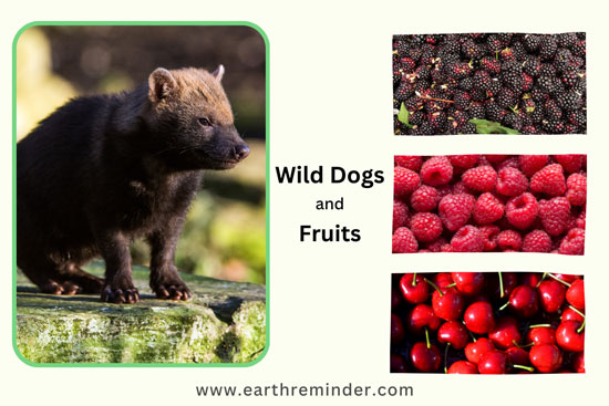 wild-dogs-eat-fruits
