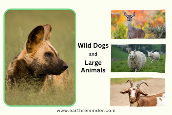 wild-dogs-eat-large-animals