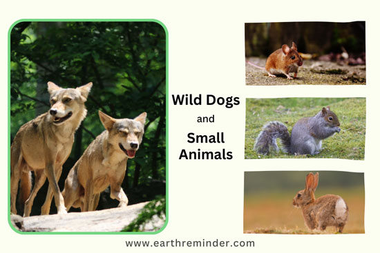 wild-dogs-eat-small-animals