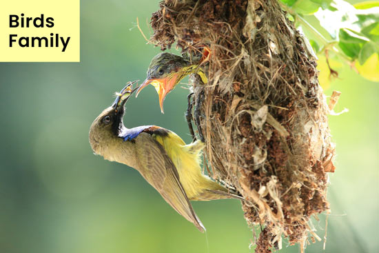 birds-protect-their-family