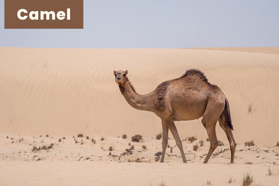 camel-land-or-terrestrial-animal